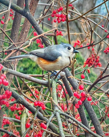 istock Tufted Titmouse in the Tree 1453998999