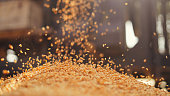 Wheat seeds falling from tractor machine on the ground. Heap of wheat grains close up shot in field.