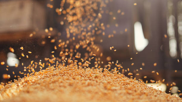 wheat seeds falling from tractor machine on the ground. heap of wheat grains close up shot in field. - indian falls imagens e fotografias de stock