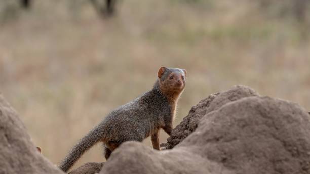istock Closeup of a cute small Meerkat standing on a stone 1454001034