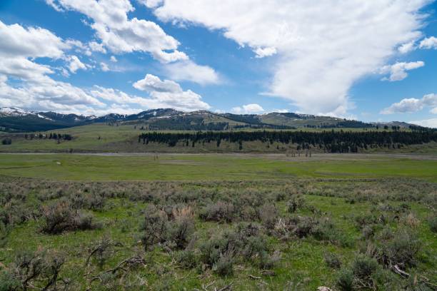 istock Low-angle view of a beautiful forest near the mountains 1454001043