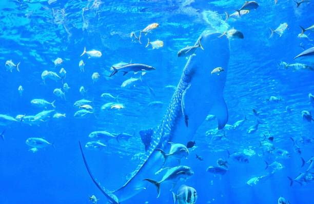Whale Shark Close to Water Surface stock photo