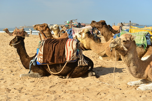 Camels resting on the beach for tourists to ride.