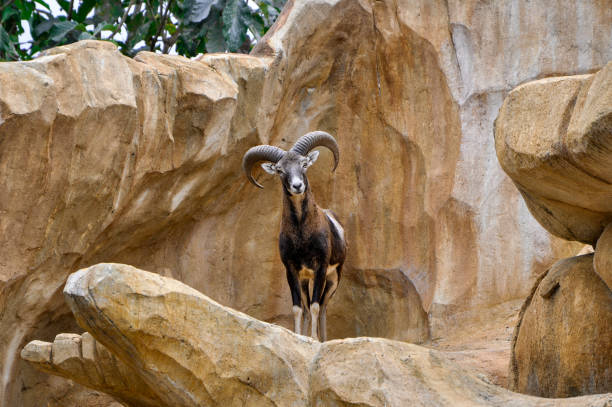istock Mountain goat (Capra pyrenaica) standing on a cliff 1454003560
