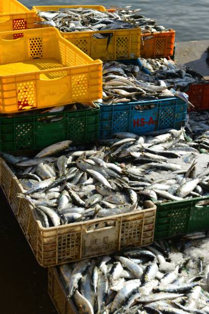 The daily catch of sardines at the port.