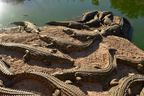 American Crocodiles sunning on bank of stream near San Pedro Sula Honduras Central America