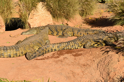 Nile Crocodiles basking in the sun by the riverbank.