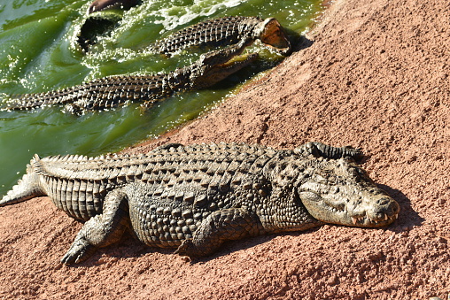 Nile Crocodile bask on the riverbank.
