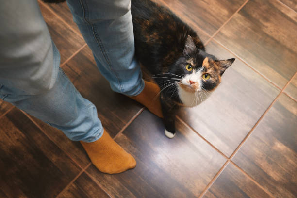istock Cat welcome his owner at home 1454007084