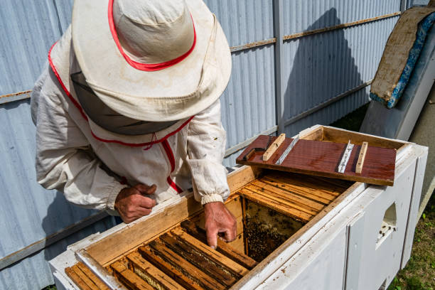 istock Winged bee slowly flies to beekeeper collect nectar on private apiary 1454007221