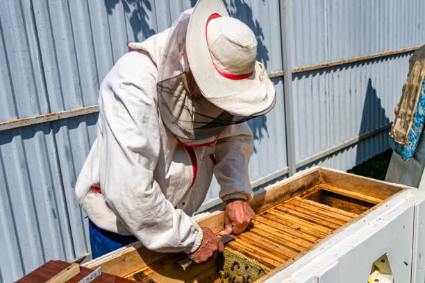 istock Winged bee slowly flies to beekeeper collect nectar on private apiary 1454007320