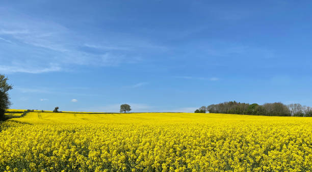 istock Field of Rapeseed 1454007357