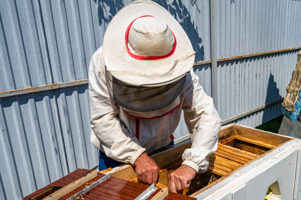 istock Winged bee slowly flies to beekeeper collect nectar on private apiary 1454007374