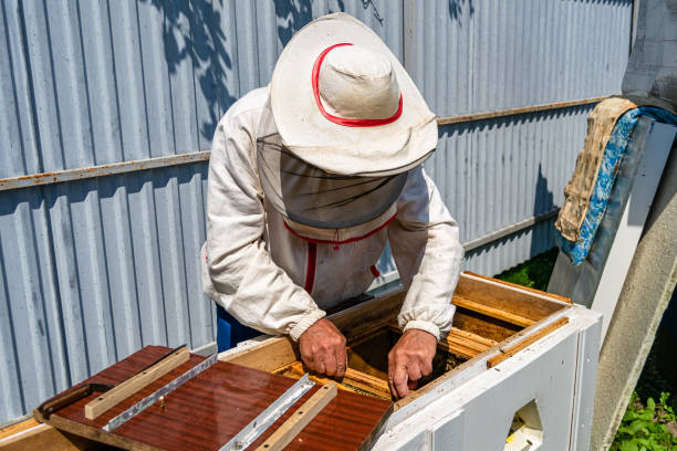 istock Winged bee slowly flies to beekeeper collect nectar on private apiary 1454007447
