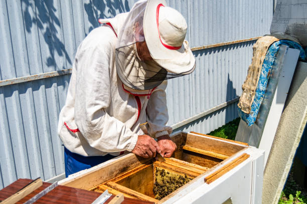 istock Winged bee slowly flies to beekeeper collect nectar on private apiary 1454007490