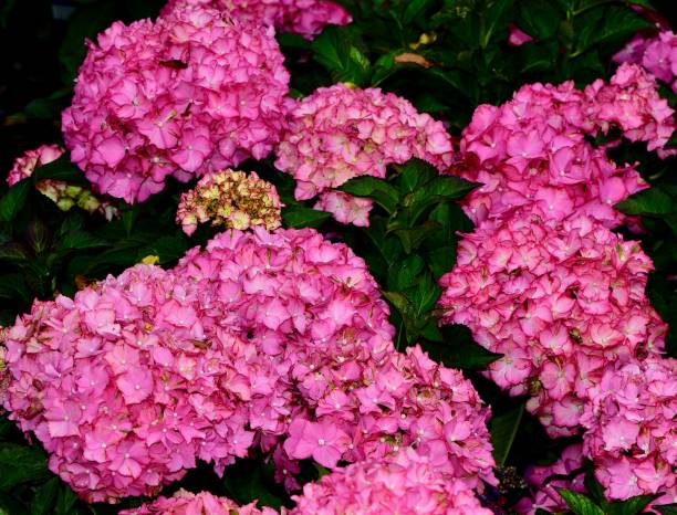60+ Hamptons Garden Stock Photos, Pictures & Royalty-Free Images - iStock