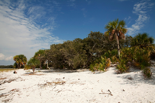 A beautiful view of the tropical trees on the sandy beach on the coast