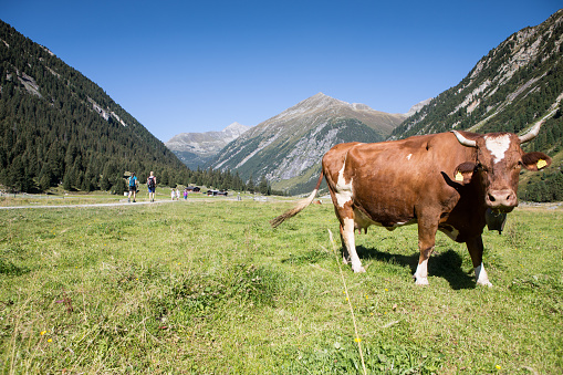 A view of a beautiful brown cow in a sunny meadow in the Alps, Tyrol, Austria