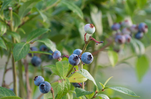 istock Blueberry branch with ripe blueberries 1454008870