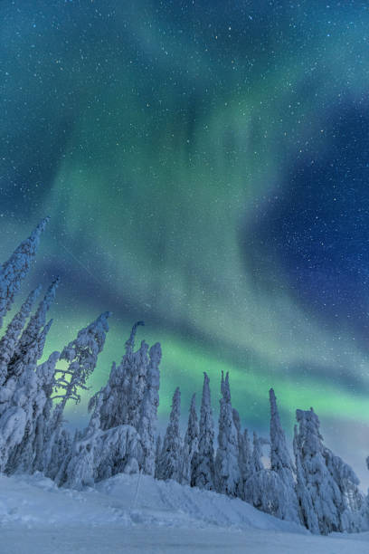 aurores boréales et arbres enneigés au premier plan - aurora borealis aurora polaris lapland finland photos et images de collection