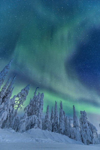 前景にオーロラと雪に覆われた木々 - aurora borealis aurora polaris lapland finland ストックフォトと画像