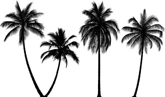 Highly detailed palm trees.