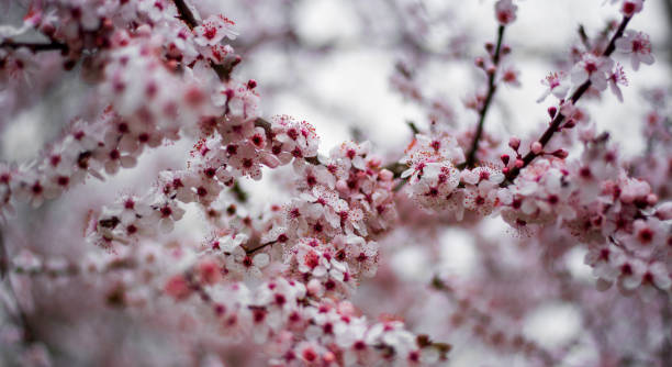 istock the pink plum blossoms herald the beautiful spring 1454010725