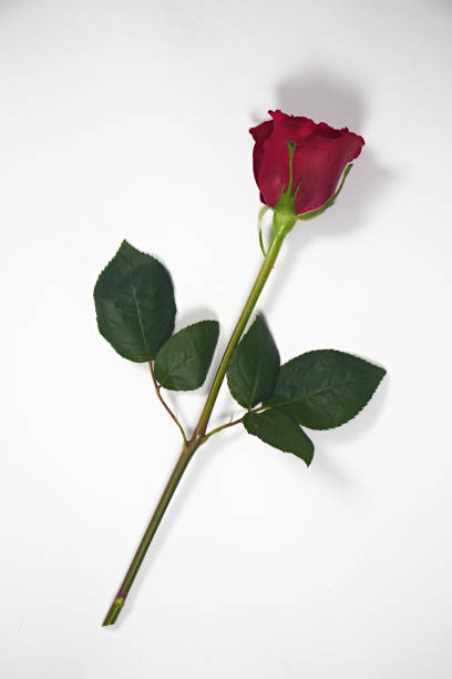 istock Valentine's Day. Flowers composition. frame made of rose flowers, background. 1454011004