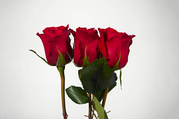 istock Valentine's Day. Flowers composition. frame made of rose flowers, background. 1454011043