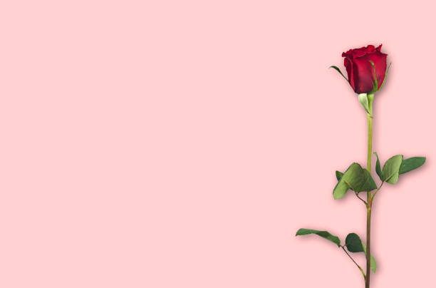 istock Valentine's Day. Flowers composition. frame made of rose flowers, background. 1454011049