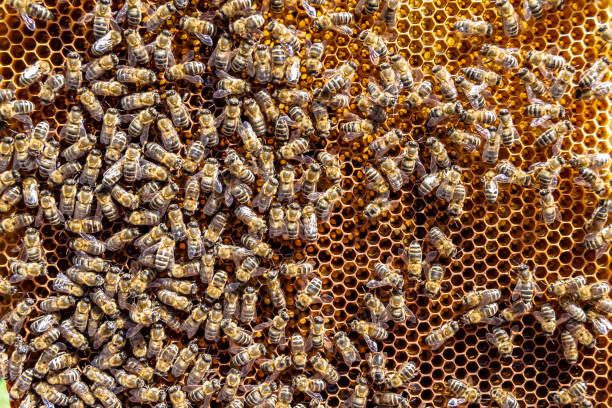 istock Abstract hexagon structure is honeycomb from bee hive filled 1454011052
