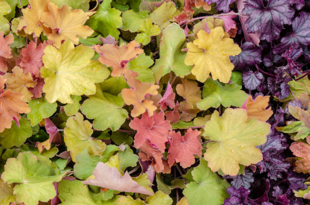 istock Fall Background, Early Autumn Heuchera, Coral Bells, Plant Background 1454012004