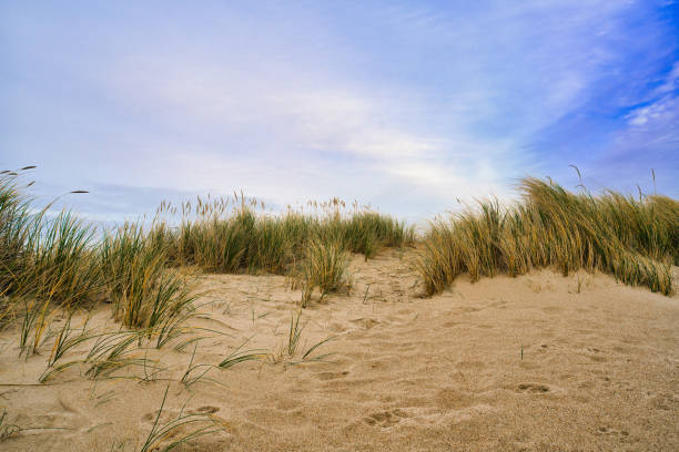 North Sea beach and dunes in Denmark