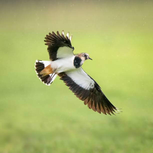 istock Selective focus shot of a lapwing bird flying over a grassy field 1454012163