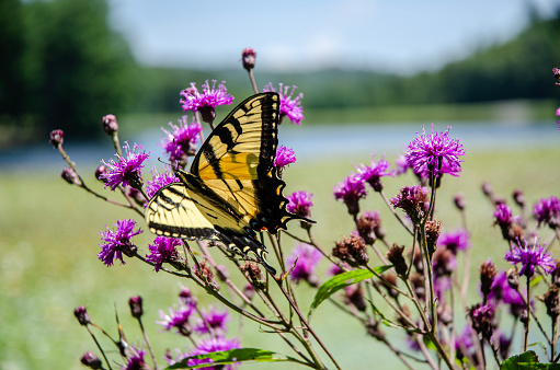 Swallowtail Butterfly on a wildflower in front of Bass Lake in the Moses Cone National Park located in Blowing Rock, North Carolina. The park contains over 25 miles of carriage trails including a one-mile trail around the lake.