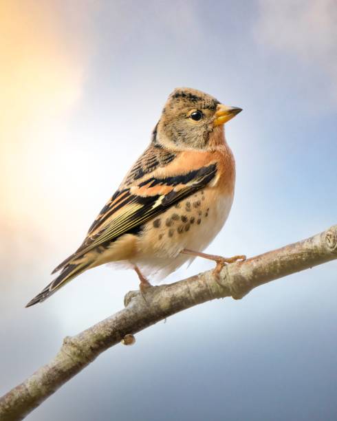 istock Vertical selective focus shot of a brambling bird perched on a tree branch 1454014054
