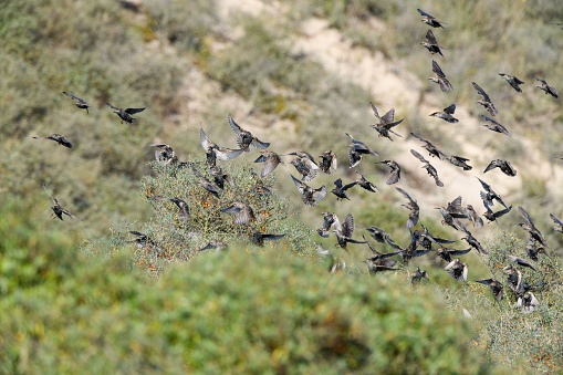 A group of starling birds flying over a grassy valley