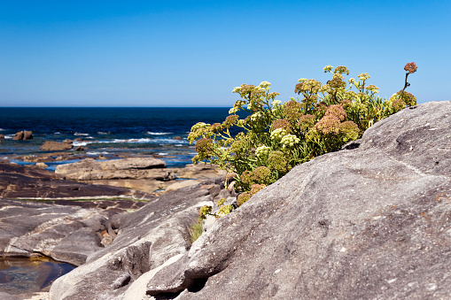 Crithmum maritimum, rock samphire or sea fennel. Edible coastal plant growing on the rocks.