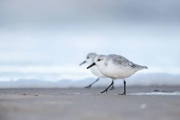 A selective focus shot of three-toed sandpiper birds searching for food on a beach