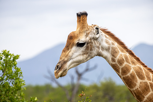 Female giraffe in profile seen in the Kruger National Park in South Africa