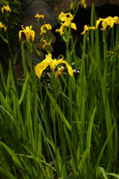 istock Bright Yellow Flag Iris flowers next to a pond with green foliage. 1454017910