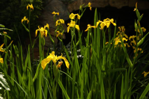 istock Bright Yellow Flag Iris flowers next to a pond with green foliage. 1454017912