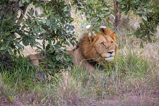 Mother lioness and her kids in the zoo.