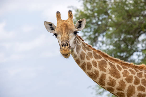 istock Head of a giraffe in a forest area 1454018071