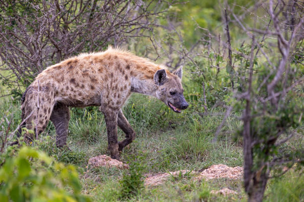 istock Spotted hyena walking through the bush 1454018090