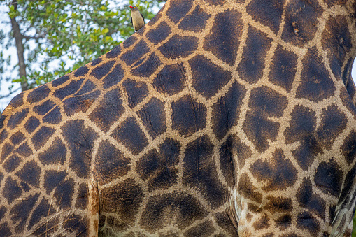 Head of wild giraffe with long neck above tall trees of savannah. Africa travel and animals watching concept. Maniara Tanzania reserve. Natural green background