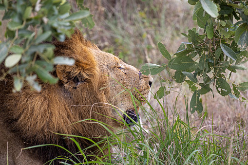 Male lion resting under a tree in the Kruger National Park in South Africa