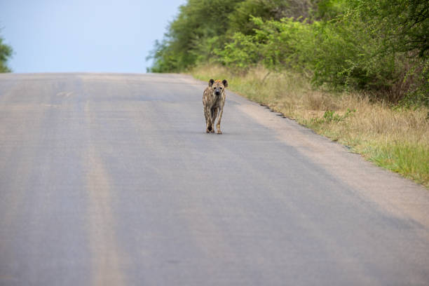 Black Backed Jackal on the move through the savanna plains of the Buffalo Springs Reserve in Samburu County, Kenya