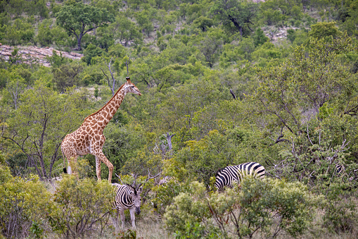 One giraffe and a couple of zebras in the bush land in the Kruger National Park in South Africa