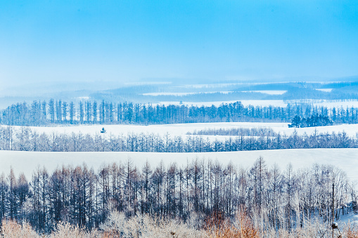 Winter landscape with frozen river lake, trees and reeds